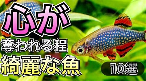 肉食魚種類|かっこいい肉食魚を飼ってみよう！飼育しやすいおすすめの肉食。